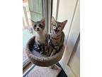 Eleven, Domestic Shorthair For Adoption In Lebanon, Oregon