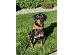 Stryker, Doberman Pinscher For Adoption In Lynnwood, Washington