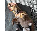 Sho Sho, Terrier (unknown Type, Medium) For Adoption In Collingswood, New Jersey