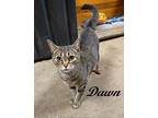 Dawn, Tabby For Adoption In Southern Pines, North Carolina