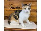 Sasha, Calico For Adoption In Southern Pines, North Carolina