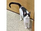 Pinckney, Domestic Shorthair For Adoption In Tulsa, Oklahoma