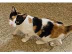 Ivy The Beauty, Calico For Adoption In Tulsa, Oklahoma