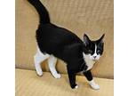 Ruffles, Domestic Shorthair For Adoption In Tulsa, Oklahoma