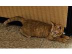 Tate, Domestic Shorthair For Adoption In Tulsa, Oklahoma