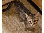 Teeter, Domestic Shorthair For Adoption In Tulsa, Oklahoma