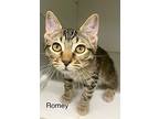 Romey, Domestic Shorthair For Adoption In Tulsa, Oklahoma