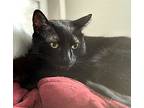 Rascal, Domestic Shorthair For Adoption In Amherst, Massachusetts