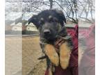 German Shepherd Dog PUPPY FOR SALE ADN-830796 - AKC registered puppies
