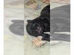 Pug PUPPY FOR SALE ADN-830784 - PUG PUPS