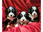 Bernese Mountain Dog PUPPY FOR SALE ADN-830781 - Mini Bernese Mountain Dogs