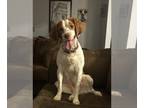 Brittany PUPPY FOR SALE ADN-830758 - Upcoming litter