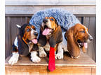 Basset Hound PUPPY FOR SALE ADN-830757 - AKC Basset Hound puppies for sale