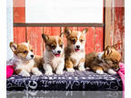 Pembroke Welsh Corgi PUPPY FOR SALE ADN-830752 - Corgi puppies for sale Wakarusa