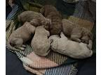 Goldendoodle PUPPY FOR SALE ADN-830750 - Double doodles