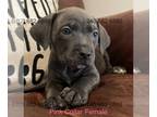 Cane Corso PUPPY FOR SALE ADN-830741 - Cane Corso Puppies Southern Maryland