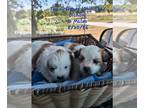 Zuchon PUPPY FOR SALE ADN-830729 - Teddy Bear Pups