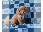 Cavalier King Charles Spaniel PUPPY FOR SALE ADN-830727 - Cavalier Puppies