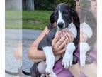 Great Dane PUPPY FOR SALE ADN-830718 - Great Dane Puppies with Personality