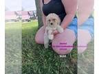 Goldendoodle (Miniature) PUPPY FOR SALE ADN-830706 - Mini Goldendoodles