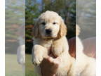 Golden Retriever PUPPY FOR SALE ADN-830702 - Golden Retriever litter