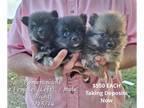 Pomeranian PUPPY FOR SALE ADN-830699 - Pomeranian Pups
