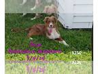 Australian Shepherd PUPPY FOR SALE ADN-830692 - Australian Shepherds