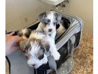 Schnauzer (Miniature) PUPPY FOR SALE ADN-830683 - Merle mini schnauzer