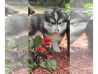 Pomsky PUPPY FOR SALE ADN-830654 - AAAA Adorable Pomsky Puppies Available