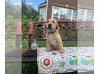 Labrador Retriever PUPPY FOR SALE ADN-830804 - Praveens labrador puppies