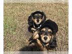 Dachshund PUPPY FOR SALE ADN-830734 - Black and tan long haired girl