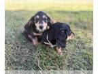 Dachshund PUPPY FOR SALE ADN-830726 - Black and tan long haired boy