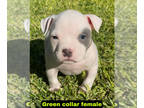 American Bully PUPPY FOR SALE ADN-830712 - Grand champion bloodlines