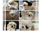 Pekingese PUPPY FOR SALE ADN-830686 - Pawsibilities