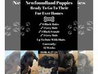Newfoundland PUPPY FOR SALE ADN-829967 - 11 gray and black newfs