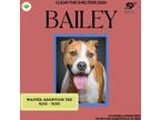 Adopt Bailey a Tan/Yellow/Fawn - with White Boxer dog in Gilbertsville