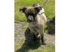 Adopt Sassy a Black Cairn Terrier / Mixed Breed (Medium) / Mixed (short coat)