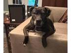 Adopt Drako a Boxer / Mixed dog in Roswell, GA (37500835)