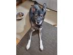 Adopt Koa a Husky / Mixed dog in Roswell, GA (37907289)