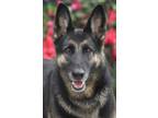 Adopt Asta von Asendorf a Black - with Tan, Yellow or Fawn German Shepherd Dog /