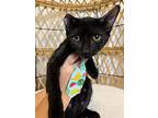 Manhattan Jack Whiskey, Bombay For Adoption In Friendswood, Texas