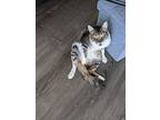 Ace, Domestic Shorthair For Adoption In Mililani, Hawaii
