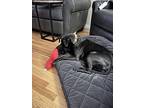 Charlotte, Labrador Retriever For Adoption In Denver, Colorado