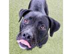 Marley, Terrier (unknown Type, Medium) For Adoption In Largo, Florida
