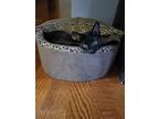 Vector, Domestic Shorthair For Adoption In Evansville, Indiana
