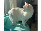 Kobe, Domestic Shorthair For Adoption In Denver, North Carolina