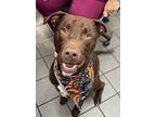 Blade, Labrador Retriever For Adoption In Orange Beach, Alabama