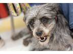 Raven (she/her), Schnauzer (miniature) For Adoption In Homer Glen, Illinois