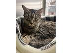 Tracey, Domestic Shorthair For Adoption In Worcester, Massachusetts