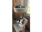 Dijon (24-212 C), Domestic Shorthair For Adoption In Saint Johns, Michigan